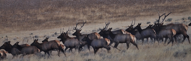 elk herd